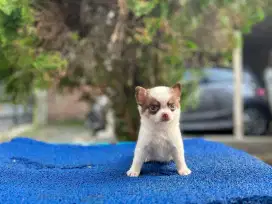 Chihuahua Jantan Longhair