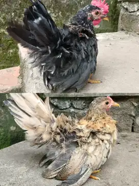 Sepasang ayam kate usia 3 bulan