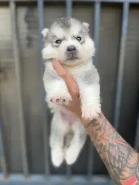 Siberian Husky Betina Longhair