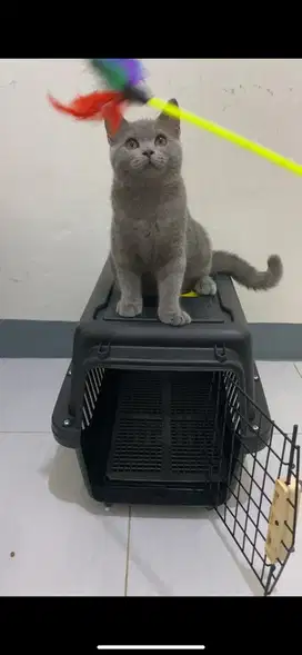 Kucing BSH murah