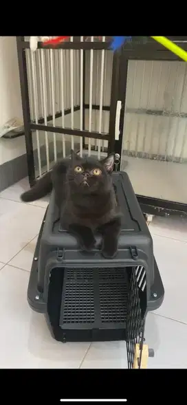 Kucing BSH murah