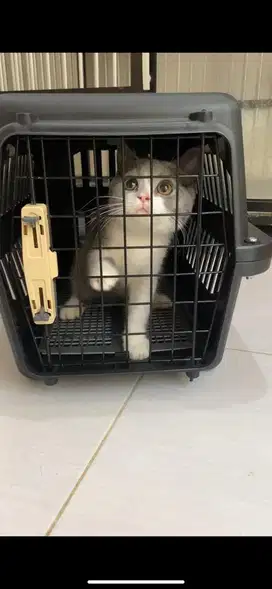Kucing BSH murah