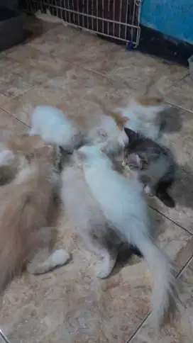 kitten betina jantan usia 2-3 bulan