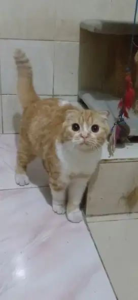 Scotish fold kitten jantan