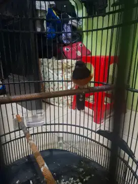 Murai medan Balak 6