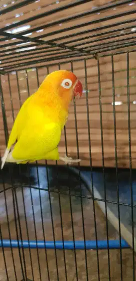 Lovebird Lutino MM
