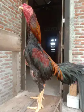 Ayam bangkok x mangon jantan