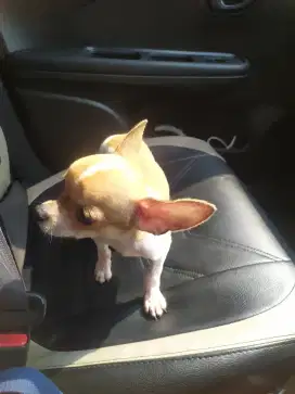 Chihuahua jantan 4 bl