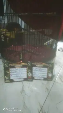 Murai prestasi faigter banget