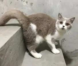 Kucing british shorthair bsh british short hair