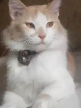 Mencari kucing hilang