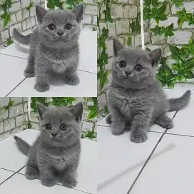 Kucing bsh munckin British shorthair betina kaki cebol