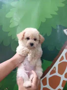 Anjing Maltipo Lucu