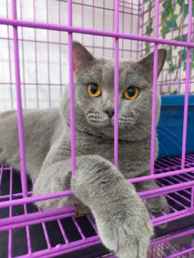 Kucing bsh British shorthair jantan jago kimpoy