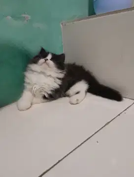 kitten persia #kucing lucu#kitten persia longhair