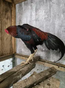 Jual ayam Bangkok ukuran tinggi