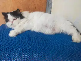 Kucing peaknose hamil besar sama jantan bsh fold