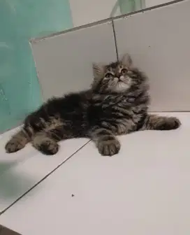 kitten persia # kitten lucu #kitten gembul longhair