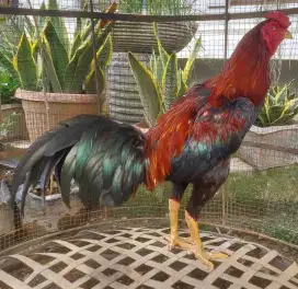 Ayam Pama 11 bln