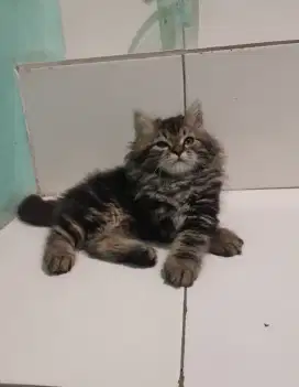 kitten persia #persmed#longhair
