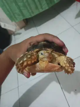 Sulcata 15cm up