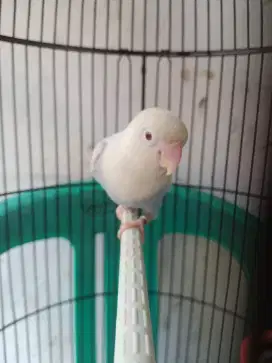 Love Bird PF Violet (Male)