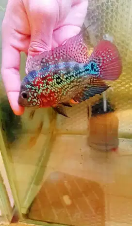 Kamfa F2,F3,cencu, (female)