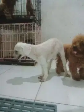 Indukan white poodle hbs pacak