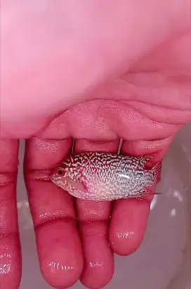Kamfa F3 size 4cm (3 ekor)
