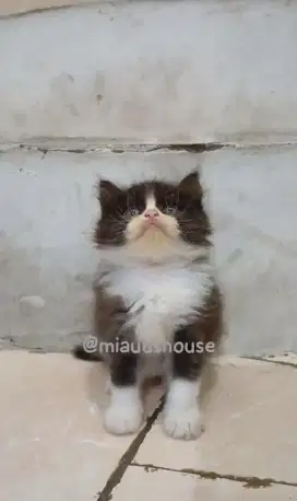 KITTEN PERSIA LONGHAIR