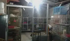 OPEN ADOPSI KUCING RAS (HARAP BUDIDAYAKAN MEMBACA DESKRIPSI)