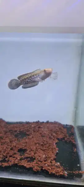 Channa stewarti