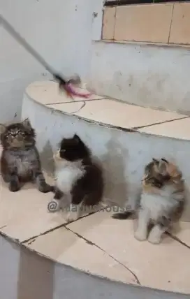 KITTEN PERSIA LONGHAIR