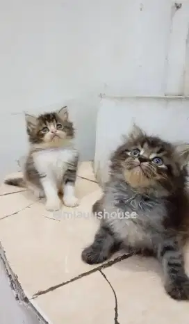PERSIA KITTEN LONGHAIR