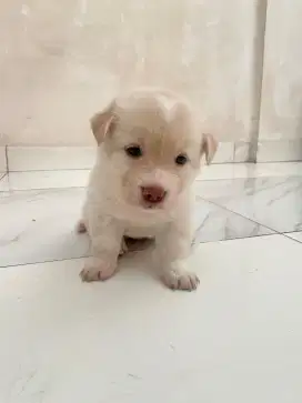Anak Anjing Umur 1 Bulan Betina