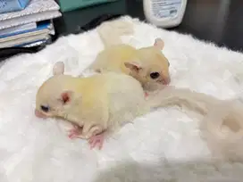 Sugar glider leu jantan