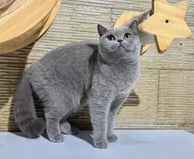 Kucing british shorthair bsh british short hair betina
