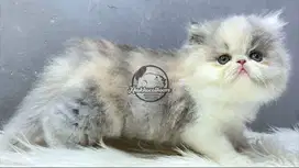 Kucing Peaknose 3 Warna