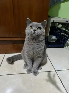 KUCING BRITISH SHORTHAIR BSH KITTEN JANTAN