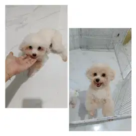 Toy poodle jantan & betina umur 2 thn
