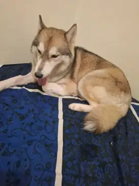 JUAL ANJING HUSKY MURAH