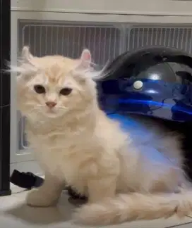 Kucing Jantan Munchkin Kinaklow NS