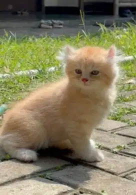 Kucing Jantan Munchkin Kinaklow NS