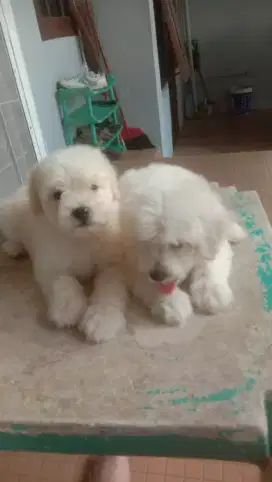Borongan pupies maltese ( BSD)