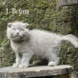 Kucing scottish fold british shorthair