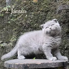 Kucing scottish fold british shorthair