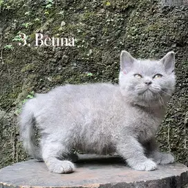 Kucing british shorthair pure