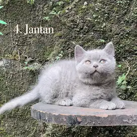 Kucing british shorthair pure
