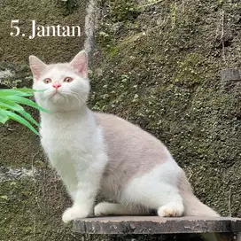 Kucing british shorthair pure