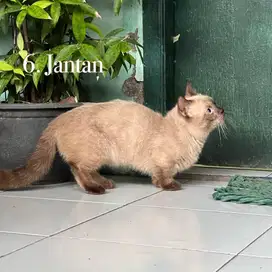 Kucing munchkin kaki pendek jantan